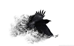 Black Crow Dissolving Into Ink Smoke Against White Background HD wallpaper