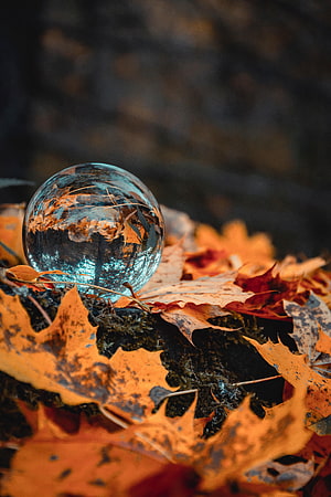 Glass Sphere Resting on Vibrant Autumn Foliage with Inverted Reflection HD phone wallpaper