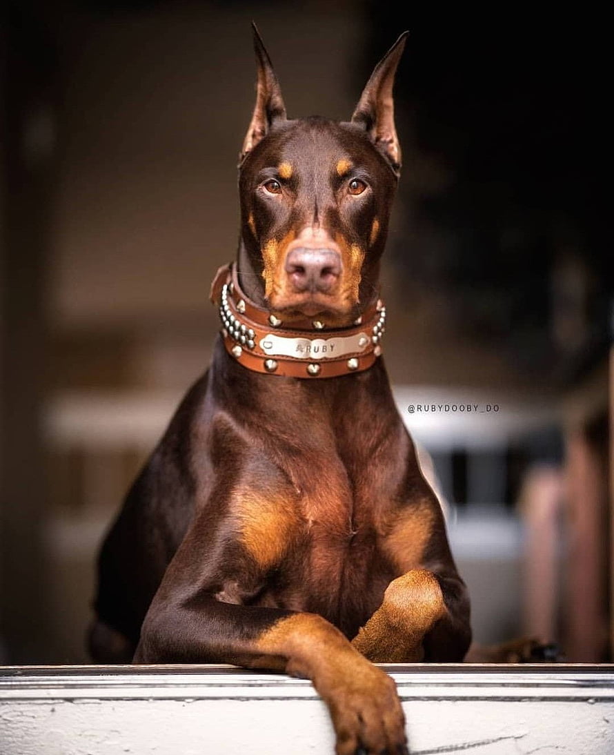 Majestic Brown Doberman Pinscher Portrait With Studded Leather Collar HD phone wallpaper