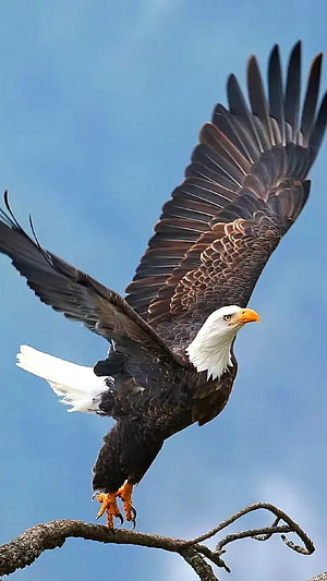 Majestic Bald Eagle Perched on Branch with Wings Spread Against Blue Sky HD phone wallpaper