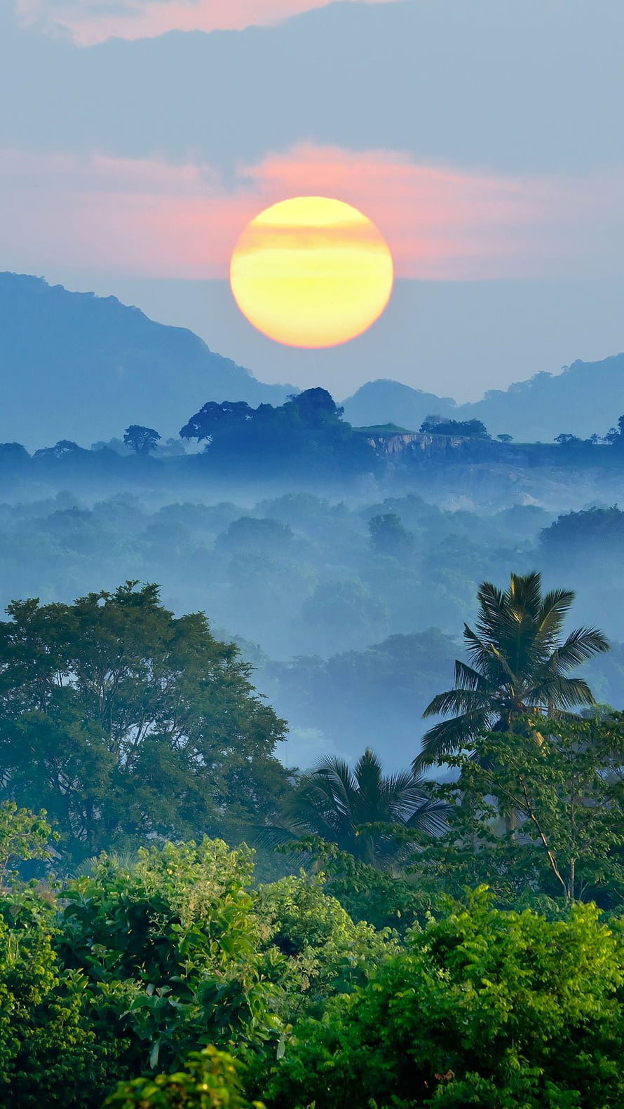 Golden Sun Over Misty Tropical Hills and Lush Palm Trees HD phone wallpaper