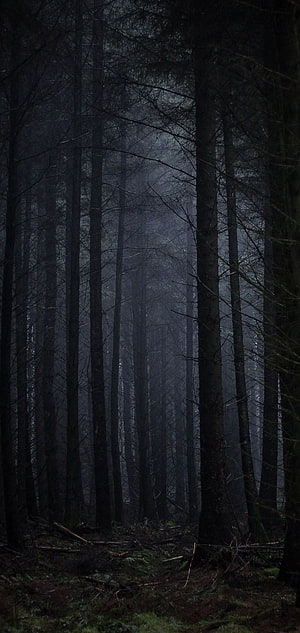 Dark Misty Forest with Tall Bare Trees and Moody Atmosphere HD phone wallpaper