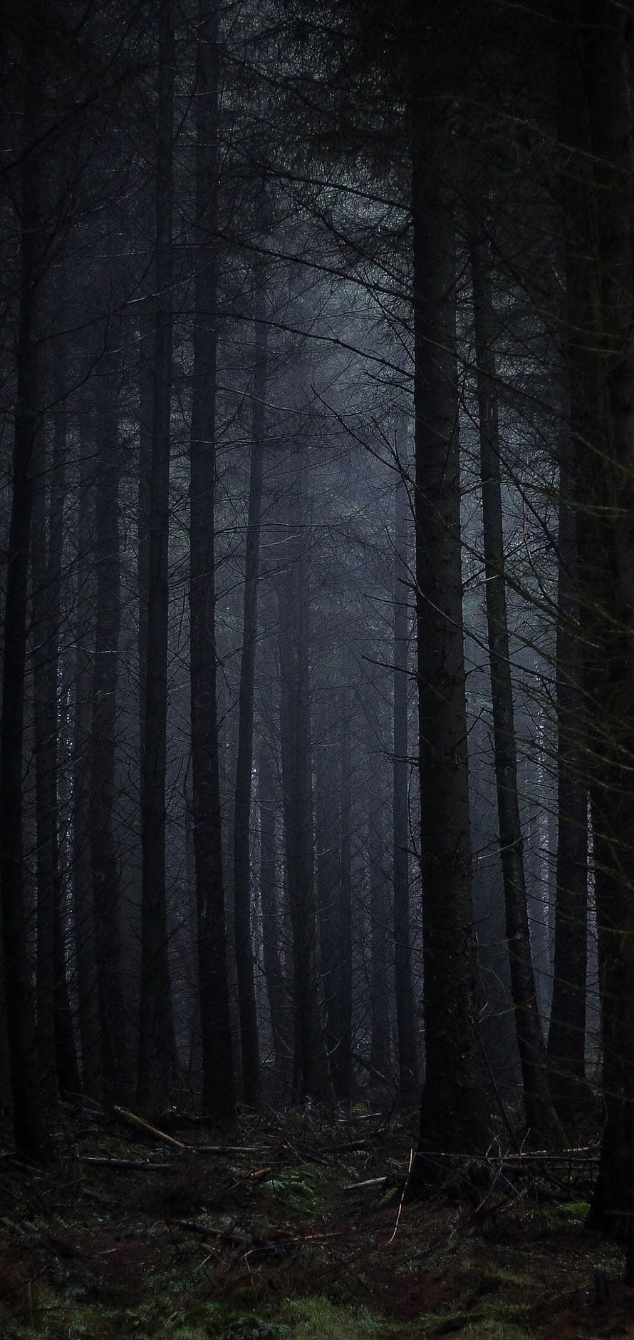 Dark Misty Forest with Tall Bare Trees and Moody Atmosphere HD phone wallpaper