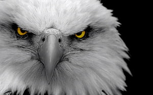 Intense Close-Up of a White Eagle with Piercing Yellow Eyes and Sharp Beak HD wallpaper