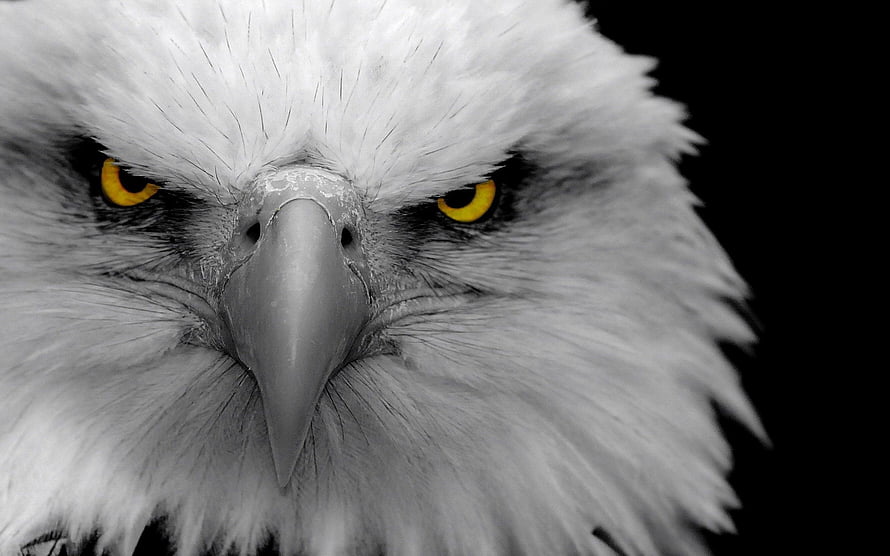 Intense Close-Up of a White Eagle with Piercing Yellow Eyes and Sharp Beak HD wallpaper