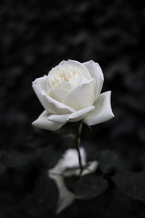 Single White Rose in Full Bloom Against a Dark Moody Background HD phone wallpaper