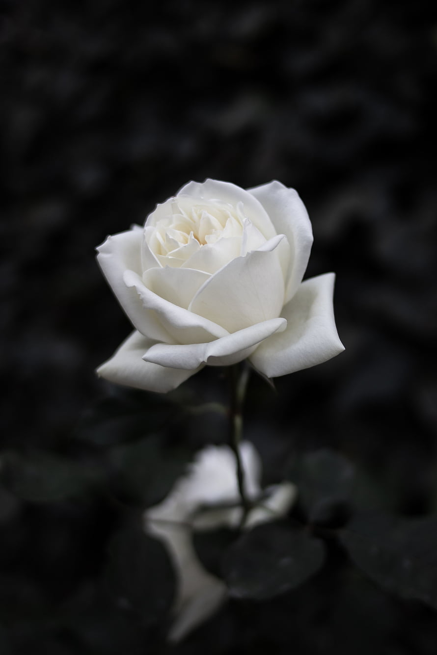 Single White Rose in Full Bloom Against a Dark Moody Background HD phone wallpaper