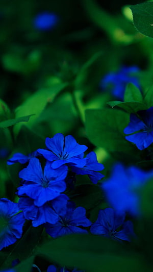 Vibrant Blue Plumbago Blooms Amidst Lush Green Foliage in a Shaded Garden HD phone wallpaper