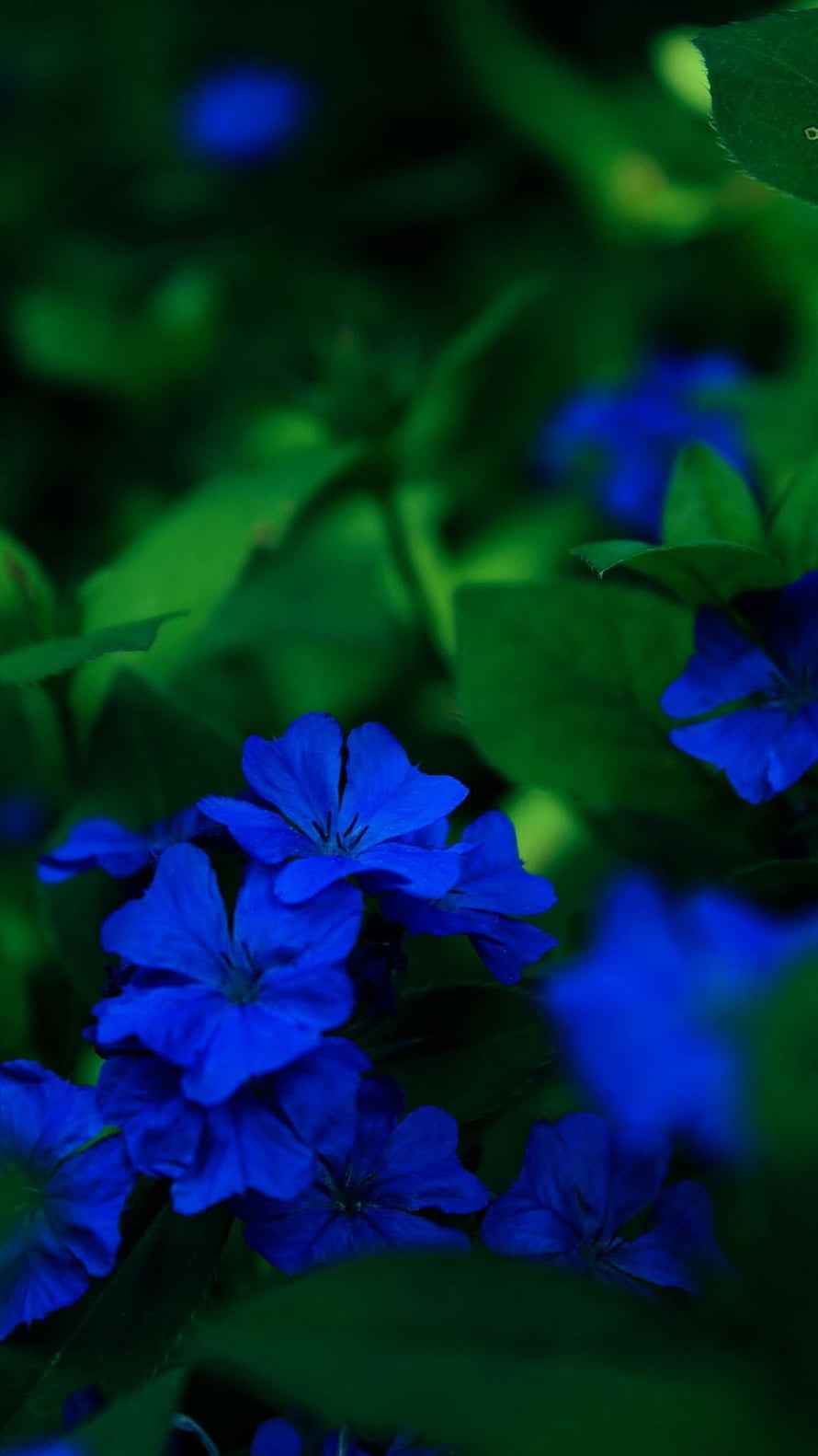 Vibrant Blue Plumbago Blooms Amidst Lush Green Foliage in a Shaded Garden HD phone wallpaper