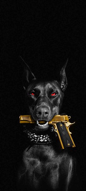 Black Doberman with glowing red eyes holding a gold pistol in its mouth against a dark background, Dog with gun, whiskers, collar HD phone wallpaper
