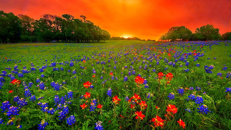 Vast Texas meadow filled with bluebonnets and Indian paintbrush under a fiery orange sunset sky HD wallpaper