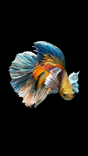 Vibrant Betta Fish with Flowing Blue and Orange Fins on Black Background HD phone wallpaper