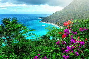 Tropical Caribbean coastline with vibrant bougainvillea and turquoise ocean HD wallpaper