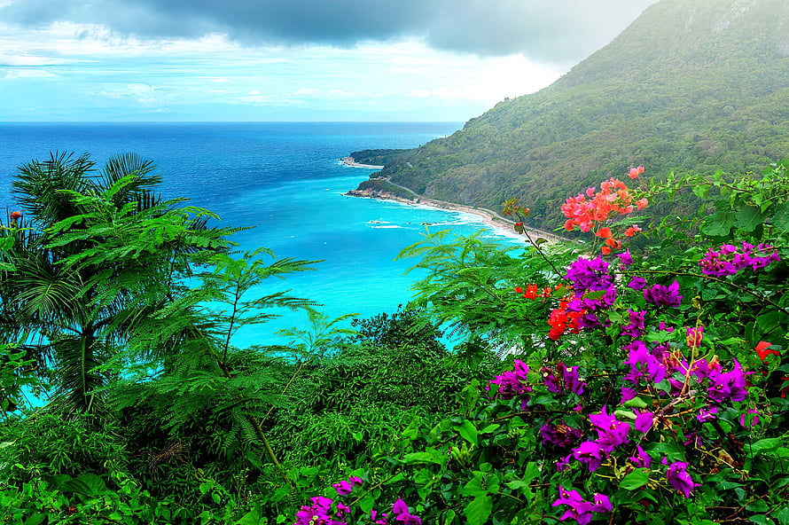 Tropical Caribbean coastline with vibrant bougainvillea and turquoise ocean HD wallpaper