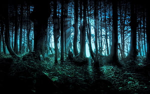 Mystical Dark Forest With Ethereal Light Beams And Enchanted Atmosphere HD wallpaper