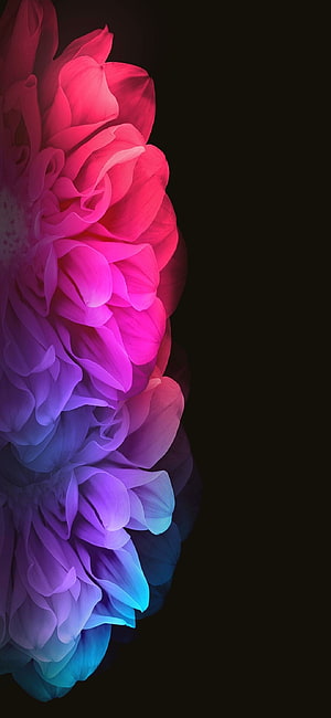 Vibrant Gradient Dahlia Petals on Black Background HD phone wallpaper