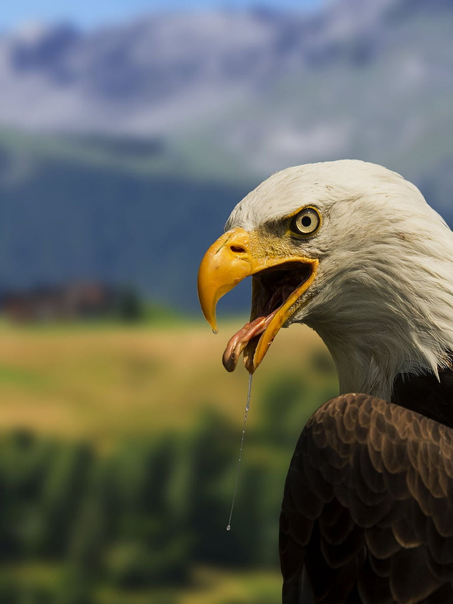 Close-up portrait of a bald eagle with open beak and drool against a blurred mountain landscape HD phone wallpaper