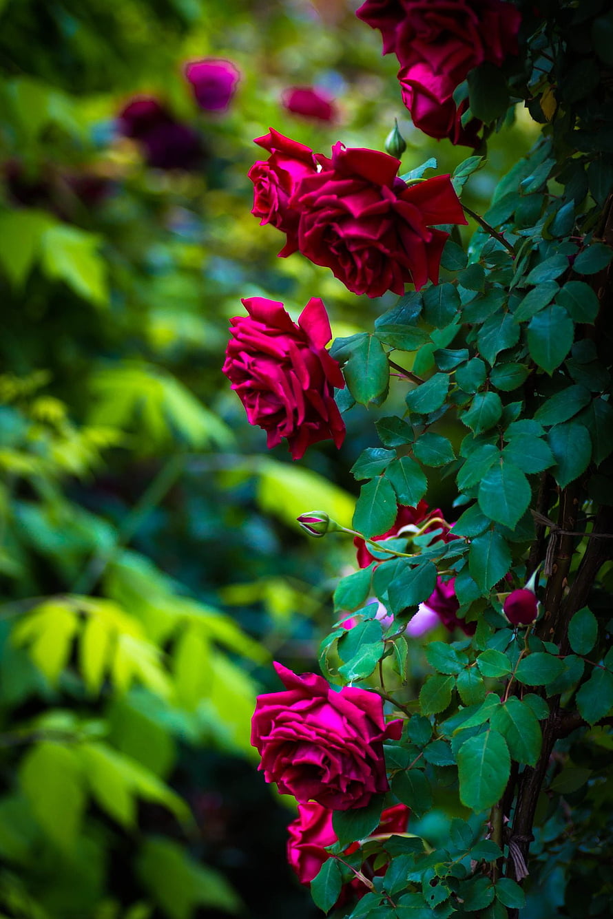 Vibrant Crimson English Roses Blooming on a Lush Green Garden Trellis HD phone wallpaper