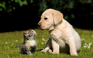 Golden Retriever Puppy and Tabby Kitten Gazing at Each Other on Green Grass HD wallpaper