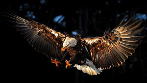 Bald Eagle Soaring With Wings Fully Extended Against a Dark Forest Backdrop HD wallpaper