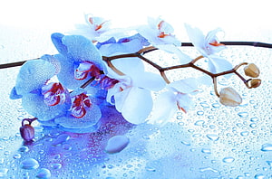 Blue and white orchid blossoms with water droplets on a glass surface HD wallpaper