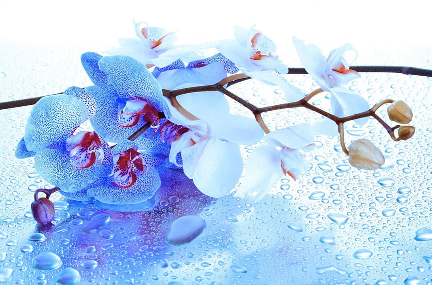 Blue and white orchid blossoms with water droplets on a glass surface HD wallpaper