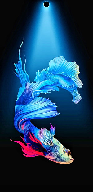 Vibrant Blue Betta Fish Digital Art with Flowing Fins and Dramatic Spotlight HD phone wallpaper