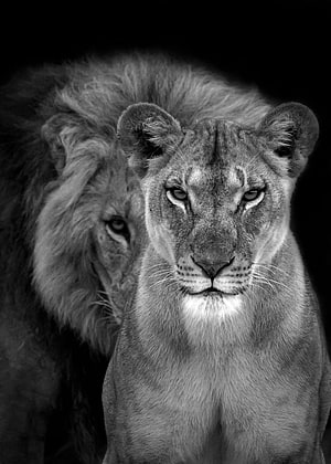 Black and White Portrait of a Lioness and Male Lion with Intense Gaze HD phone wallpaper