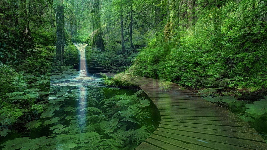 Serene Forest Boardwalk Winding Through Lush Green Ferns and Tall Trees HD wallpaper