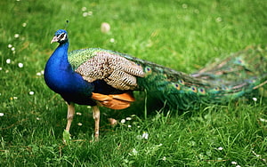 Majestic Indian Peacock Standing In Lush Green Meadow With Vibrant Blue Plumage HD wallpaper
