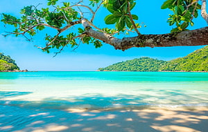 Tropical Beach Seaside View With Overhanging Tree Branch And Turquoise Water HD wallpaper