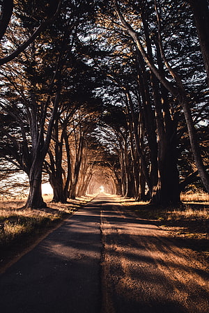 Sunlit Tree Tunnel Road with Dramatic Shadows and Golden Light HD phone wallpaper