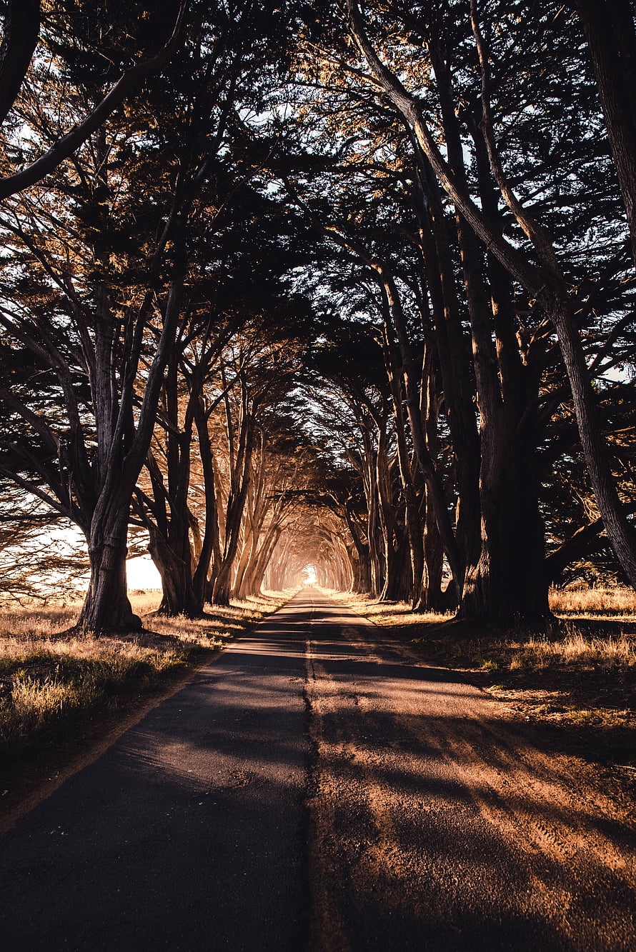 Sunlit Tree Tunnel Road with Dramatic Shadows and Golden Light HD phone wallpaper