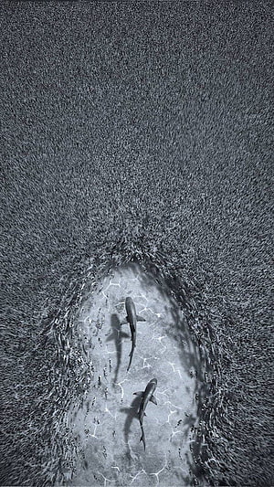 Two sharks swimming through a dense bait ball of small fish in monochrome underwater photography HD phone wallpaper