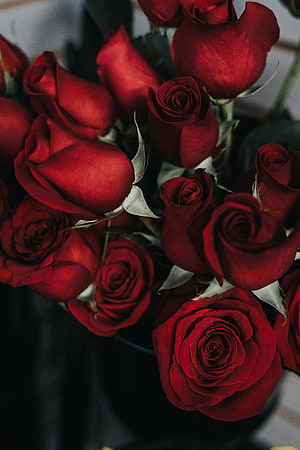 Deep Crimson Rose Bouquet with Dark Moody Aesthetic and Soft Focus Background HD phone wallpaper