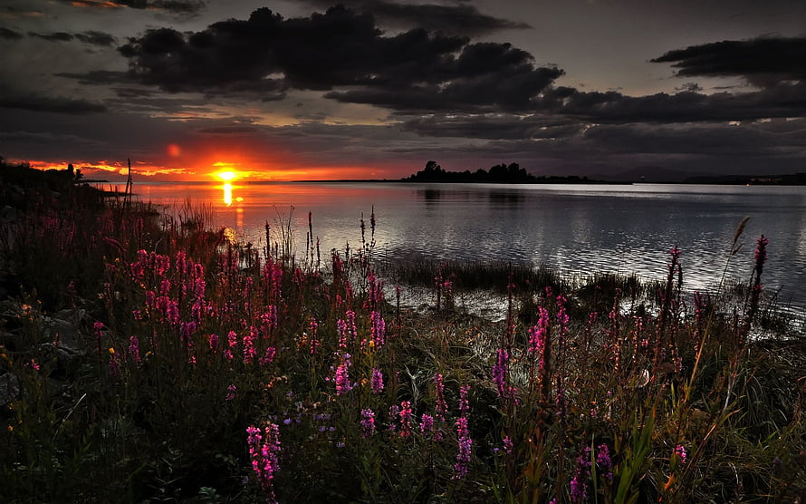 Dramatic Lake Sunset With Wildflowers And Dark Storm Clouds HD wallpaper