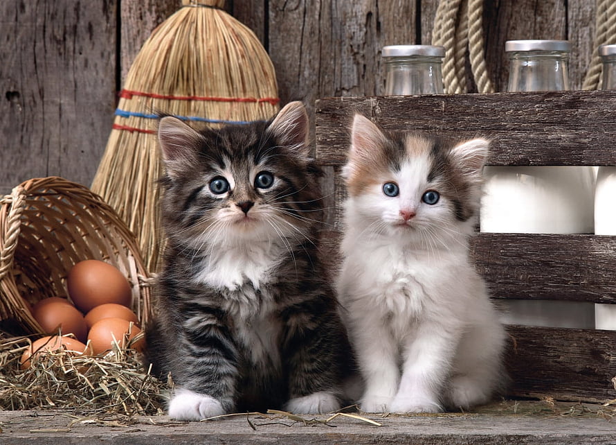 Two fluffy kittens sitting in a rustic barn setting with eggs and hay HD wallpaper