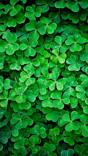 Vibrant Four Leaf Clover Field Nature Pattern HD phone wallpaper