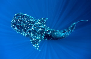 Majestic Whale Shark Gliding Through Deep Blue Ocean Waters HD wallpaper