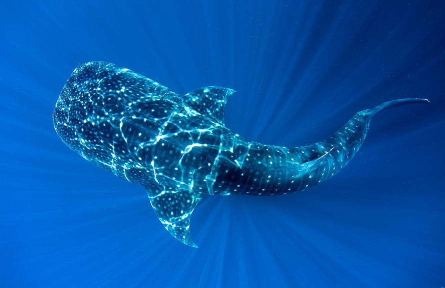 Majestic Whale Shark Gliding Through Deep Blue Ocean Waters HD wallpaper