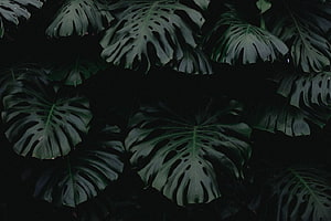Dark Monstera Leaves Pattern with Deep Green Foliage and Natural Splits HD wallpaper