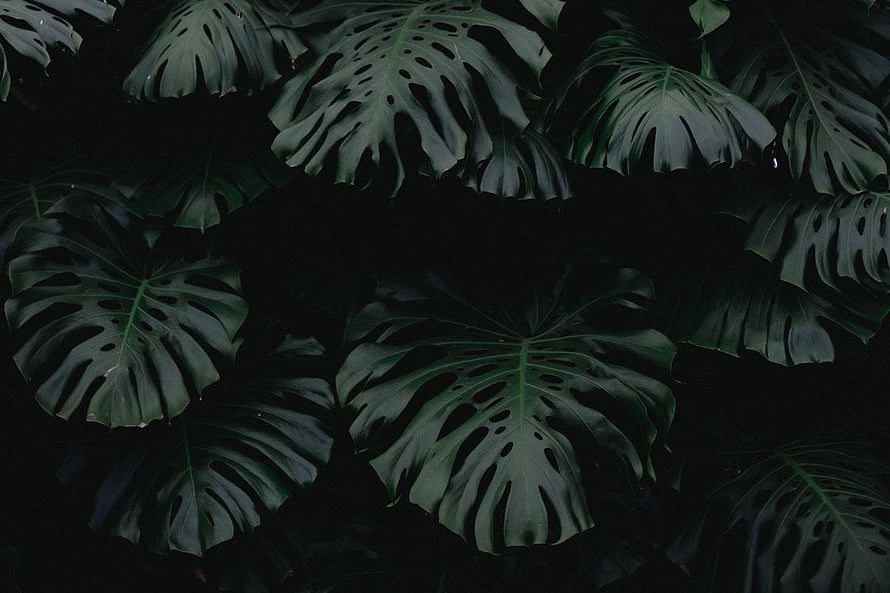 Dark Monstera Leaves Pattern with Deep Green Foliage and Natural Splits HD wallpaper
