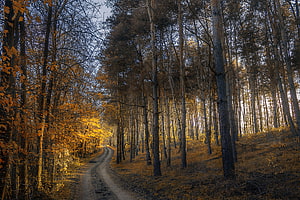 Golden Autumn Forest Path Winding Through Tall Pine Trees and Vibrant Foliage HD wallpaper