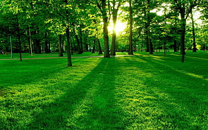 Sunlight Filtering Through Tall Trees In A Lush Green Park Meadow HD wallpaper