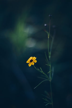 Lone Yellow Cosmos Flower Against Dark Moody Background HD phone wallpaper
