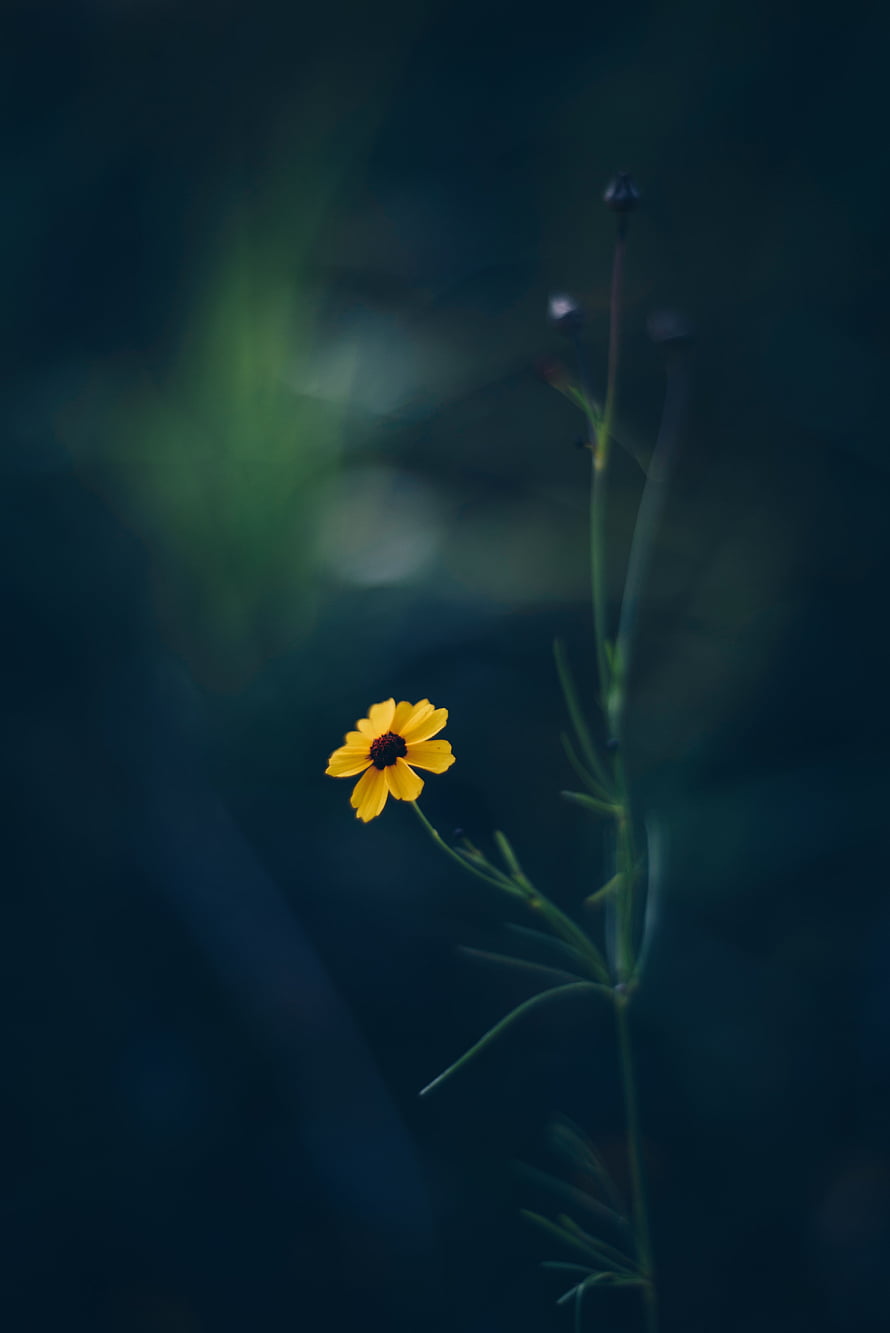 Lone Yellow Cosmos Flower Against Dark Moody Background HD phone wallpaper