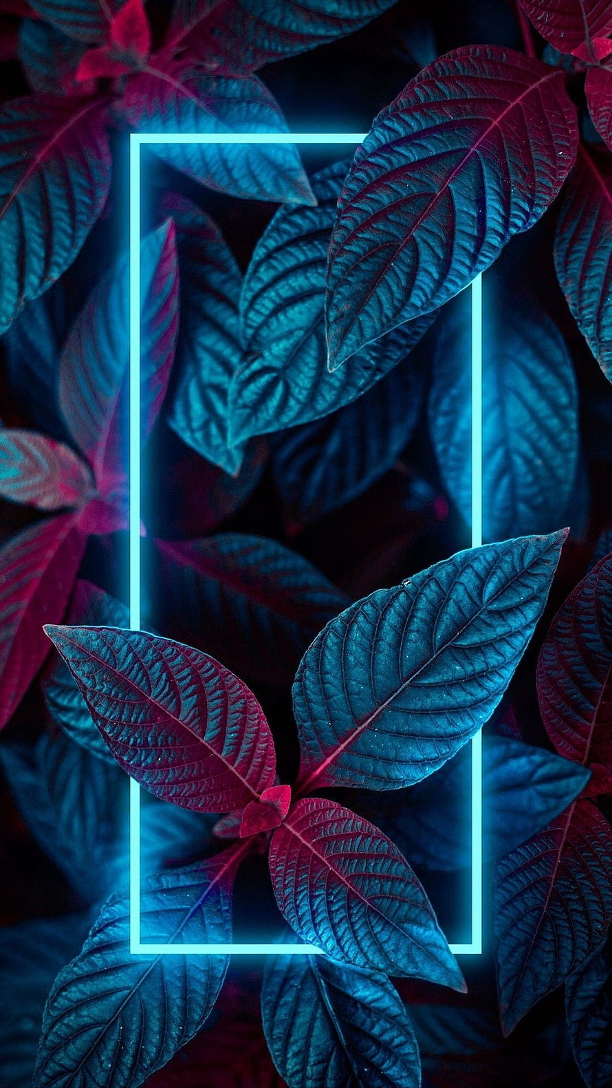Neon Glowing Leaves with Cyan Frame and Deep Magenta Foliage HD phone wallpaper