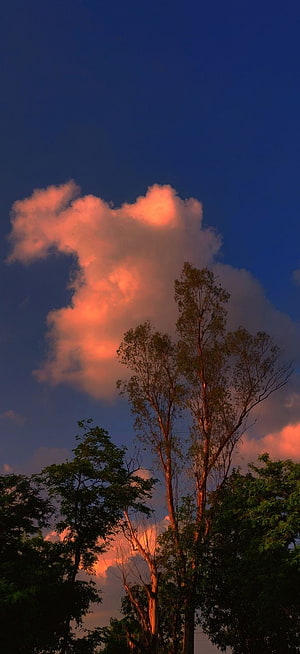 Vibrant sunset clouds glowing orange above silhouetted trees in a deep blue evening sky HD phone wallpaper