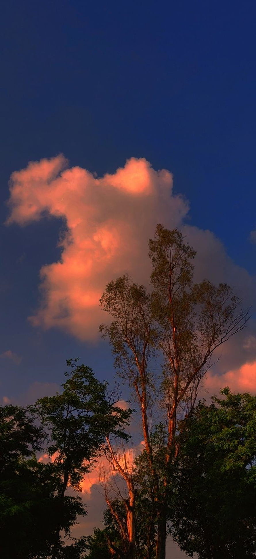 Vibrant sunset clouds glowing orange above silhouetted trees in a deep blue evening sky HD phone wallpaper