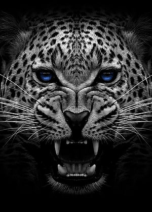 Fierce Jaguar Face with Glowing Blue Eyes in Dramatic Black and White Portrait HD phone wallpaper